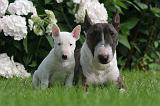 BULL TERRIER MINIATURE 158